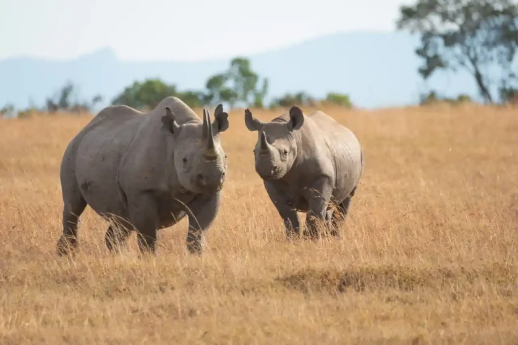 Dreams about rhinos