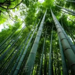 Biblical Meaning of Bamboo in a Dream