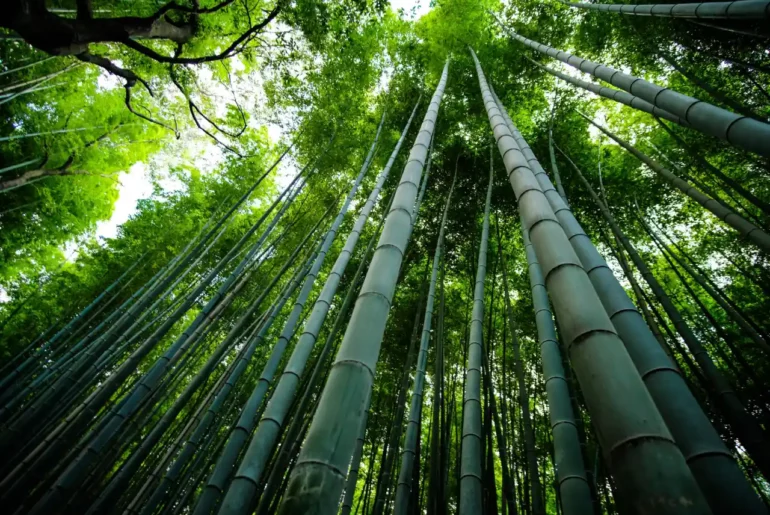 Biblical Meaning of Bamboo in a Dream