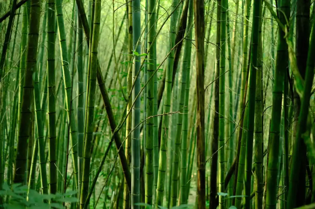Versatile Symbolism of Bamboo