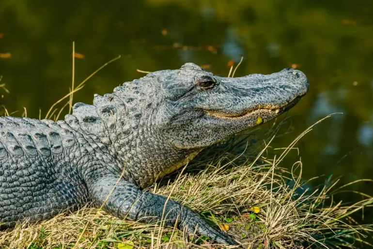 Biblical Meaning of Crocodiles in Dreams