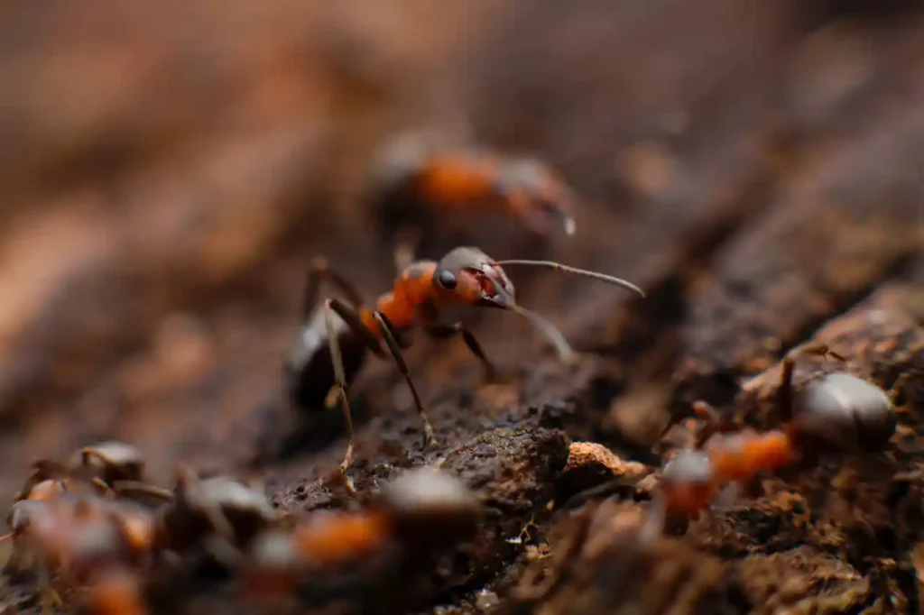 Interpreting Dreams with Ants