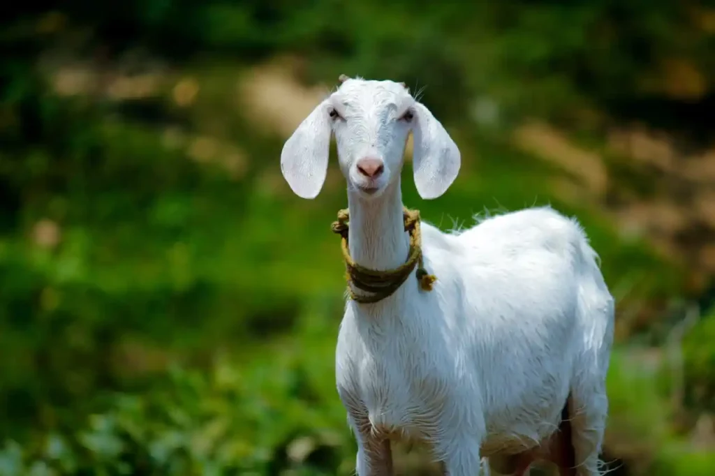 Interpreting Dreams with Goats