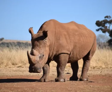Biblical Meaning of Rhino in a Dream