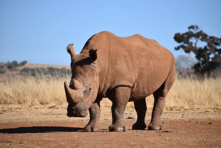 Biblical Meaning of Rhino in a Dream
