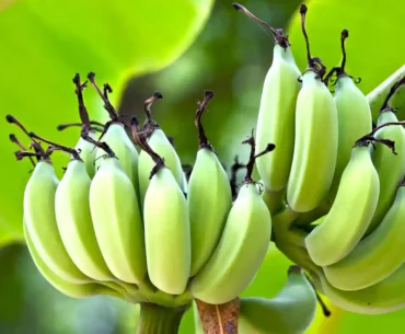 Biblical Meaning of a Green Banana in Dreams