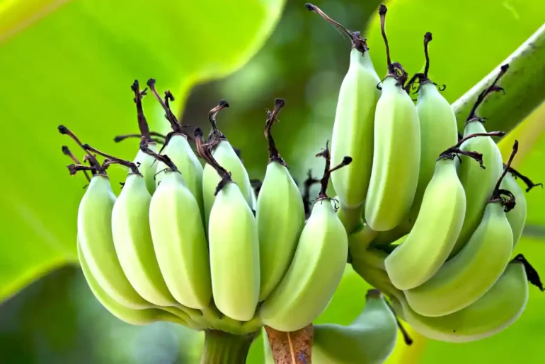 Biblical Meaning of a Green Banana in Dreams